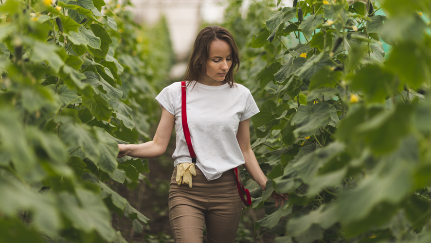 Intercâmbio Agrícola: Curiosidades e informações do processo