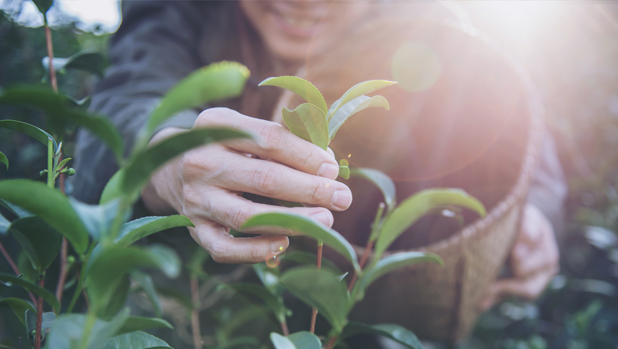 Intercâmbio Agrícola: Aprenda o que você não viu na Faculdade