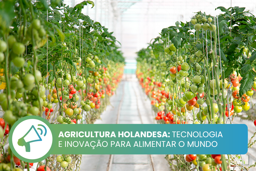 Agricultura holandesa: tecnologia e inovação para alimentar o mundo